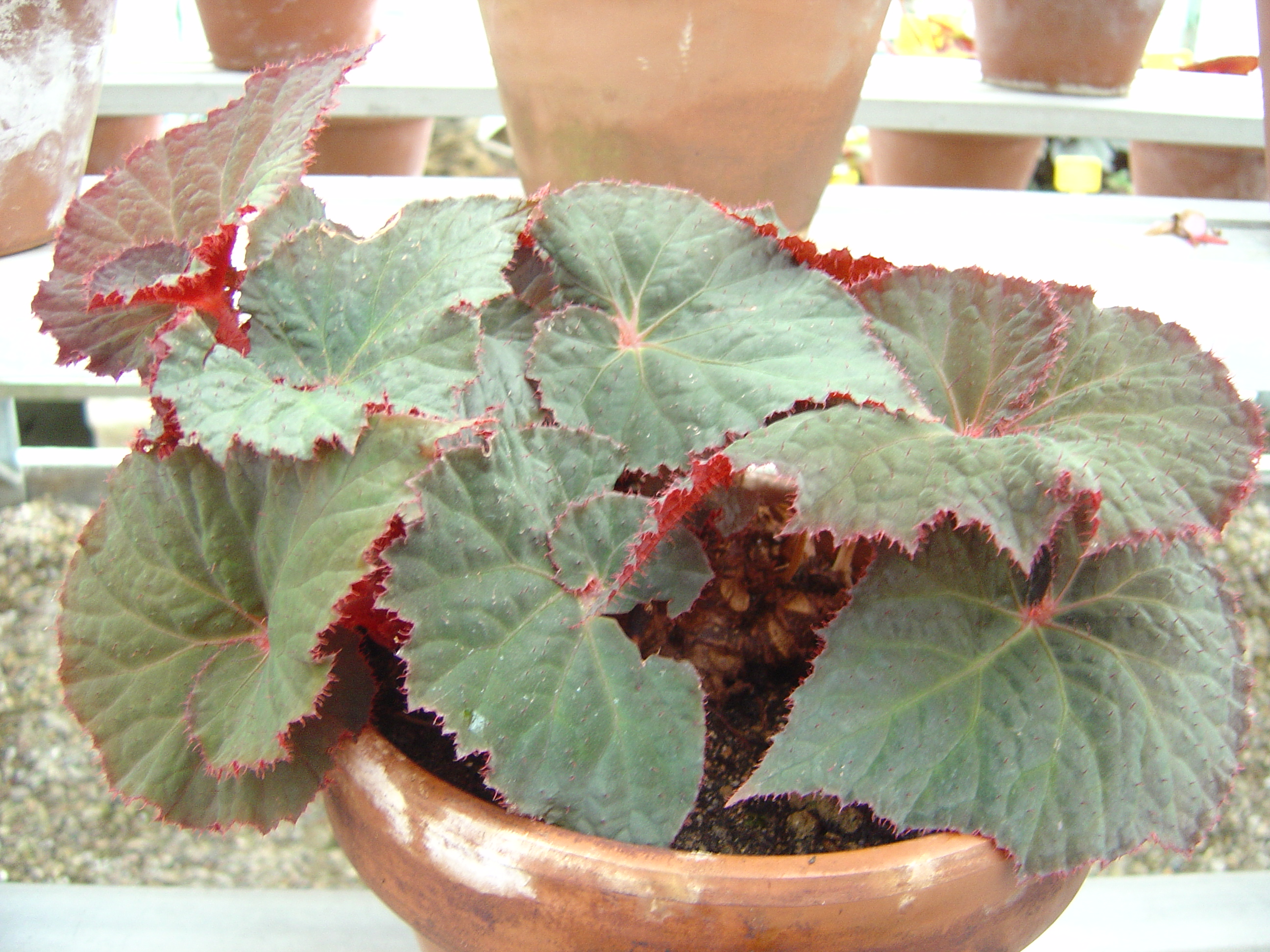 Begonia rex