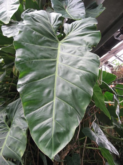 Philodendron mican