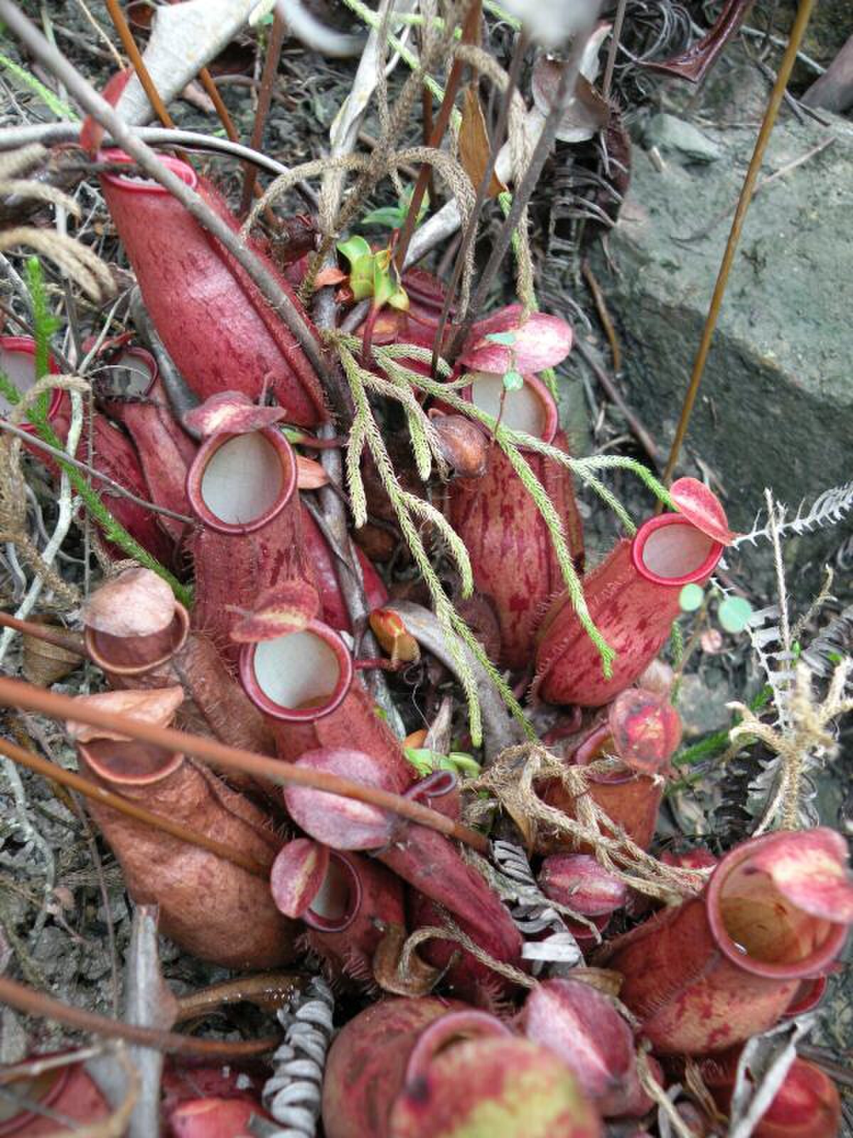 Nepenthes trichocarpa