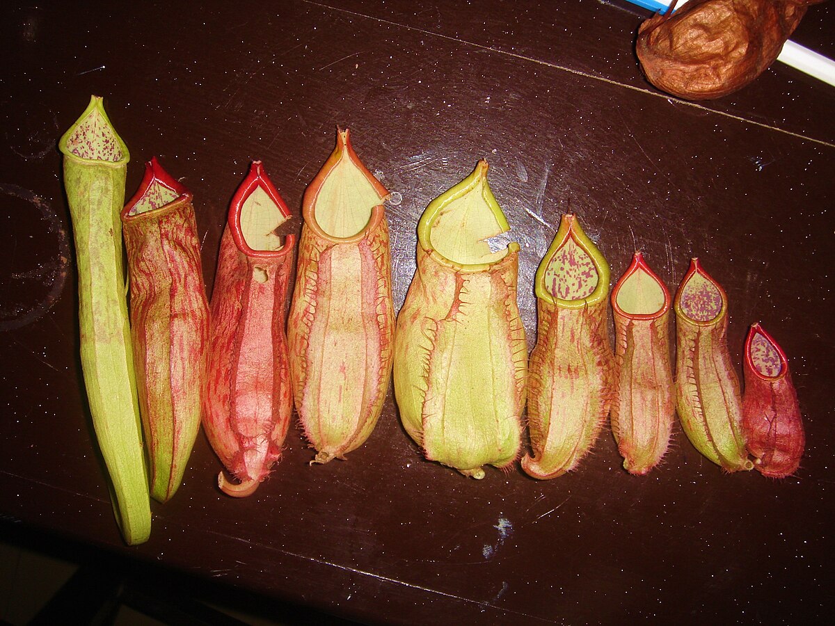 Nepenthes chang
