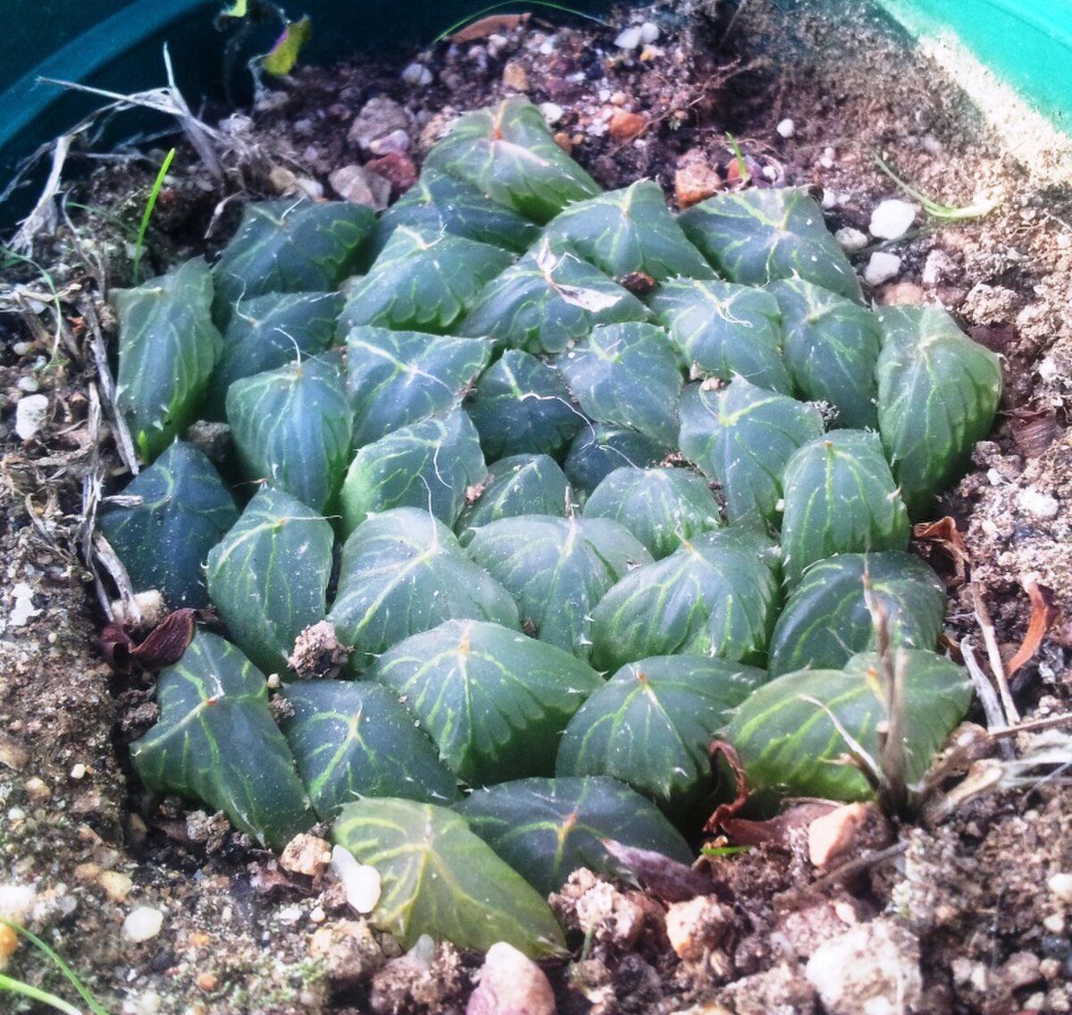 Haworthia cooperi