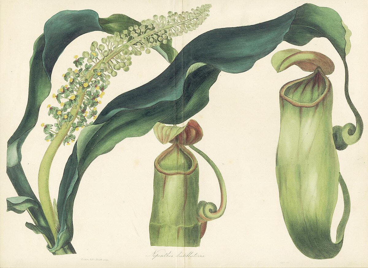 Nepenthes distillatoria
