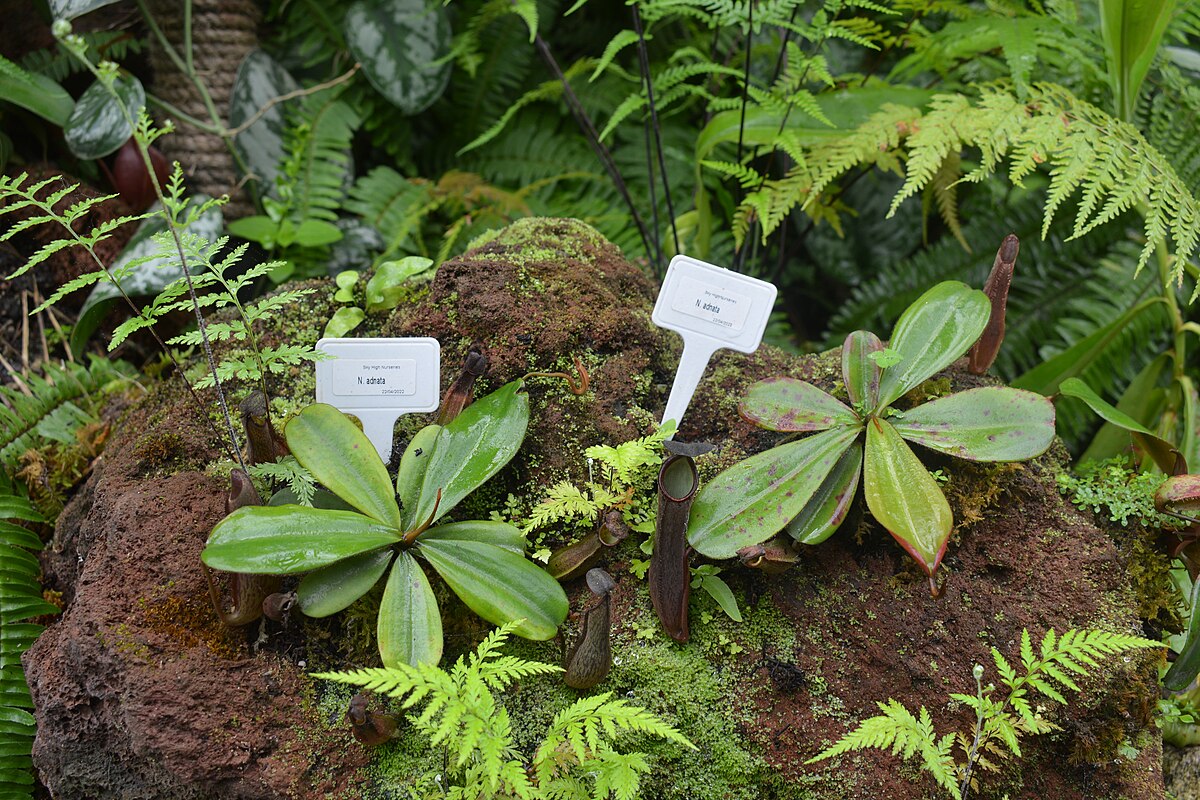 Nepenthes adnata