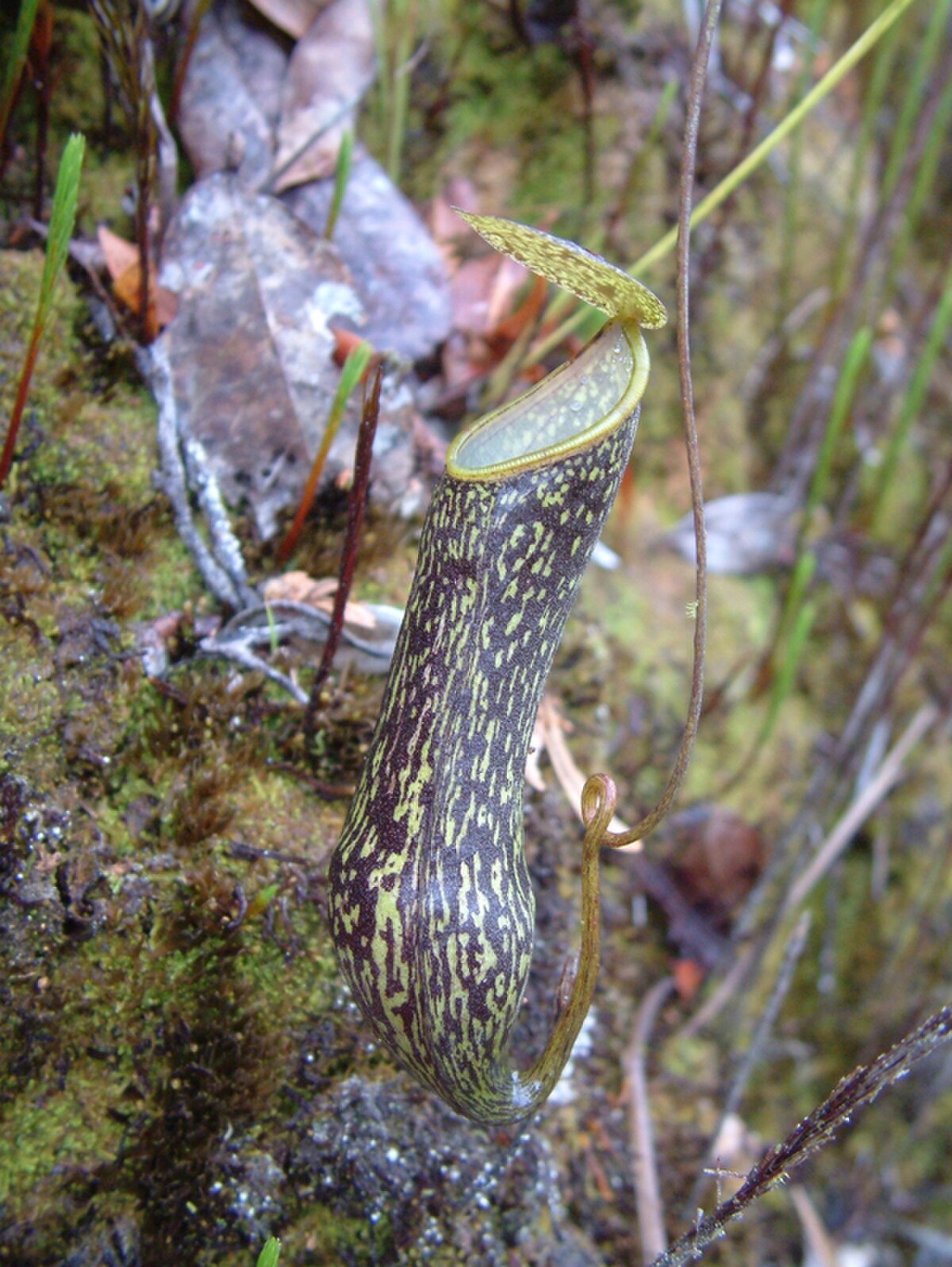 Nepenthes nigra