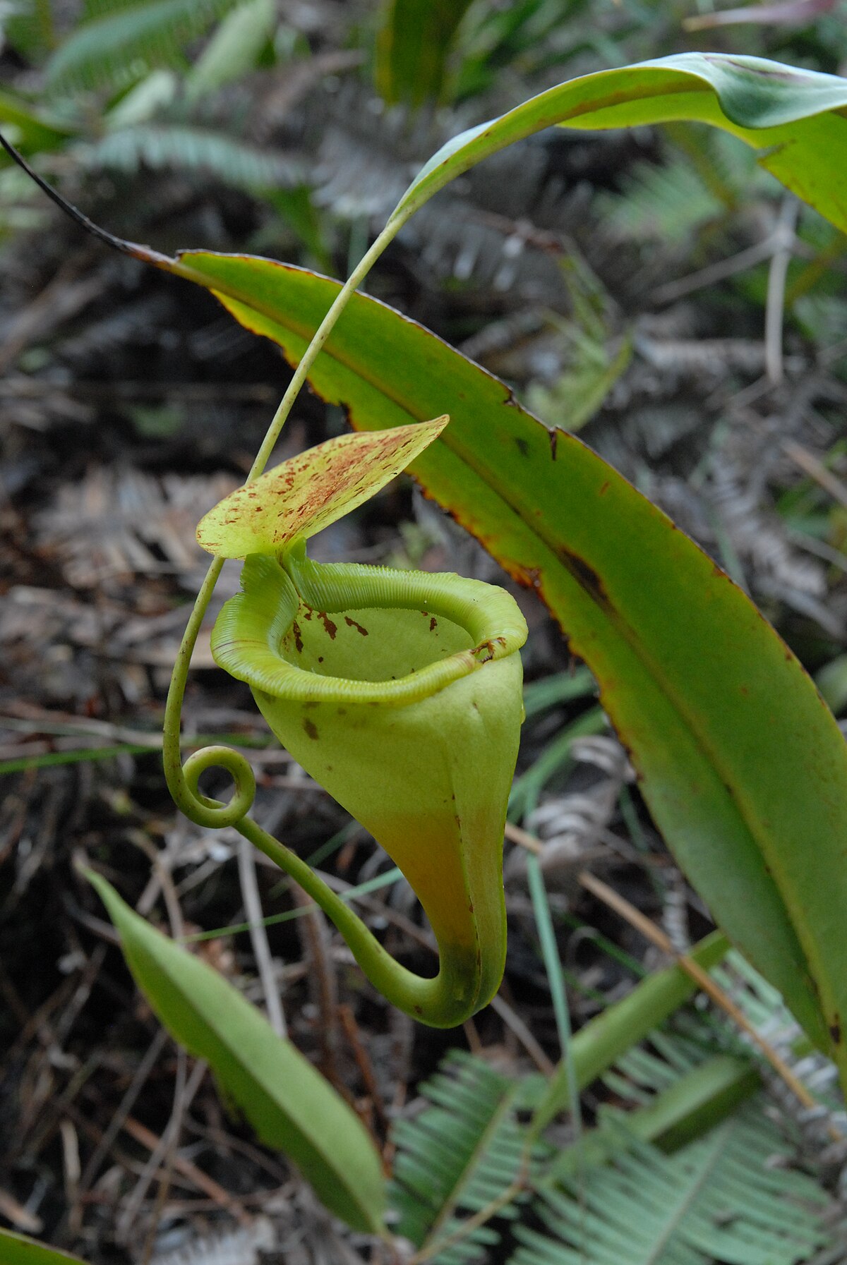 Nepenthes paniculata