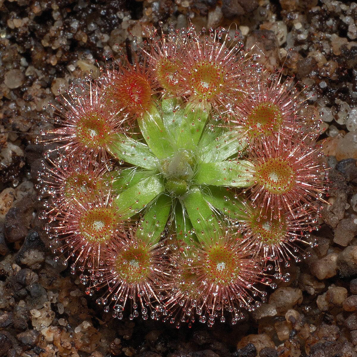 Drosera pulchella
