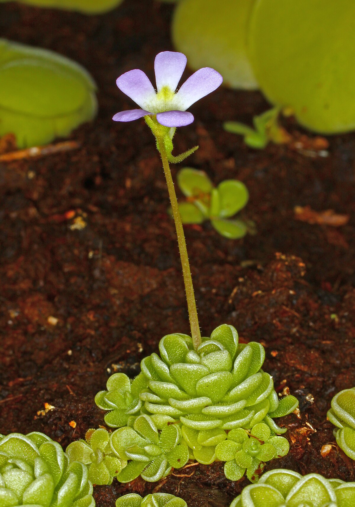 Pinguicula esseriana