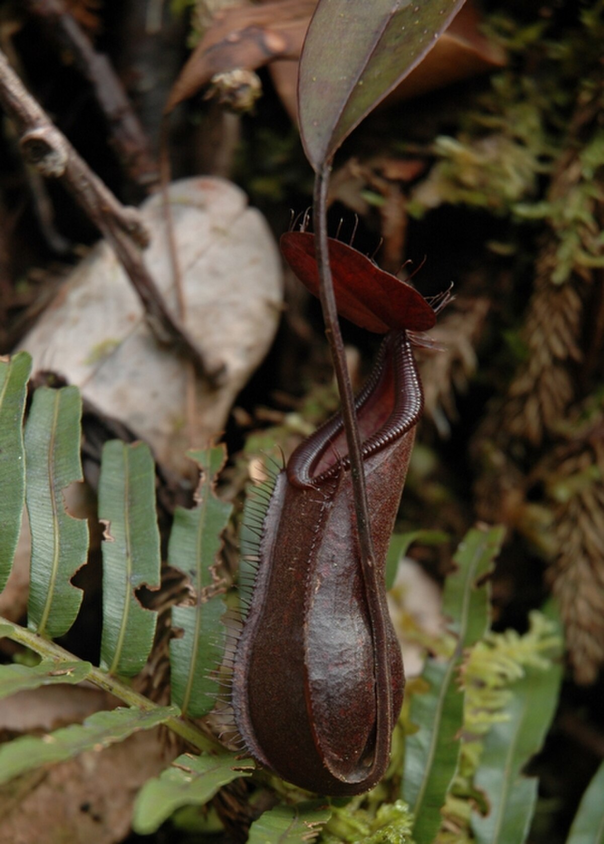 Nepenthes muluensis