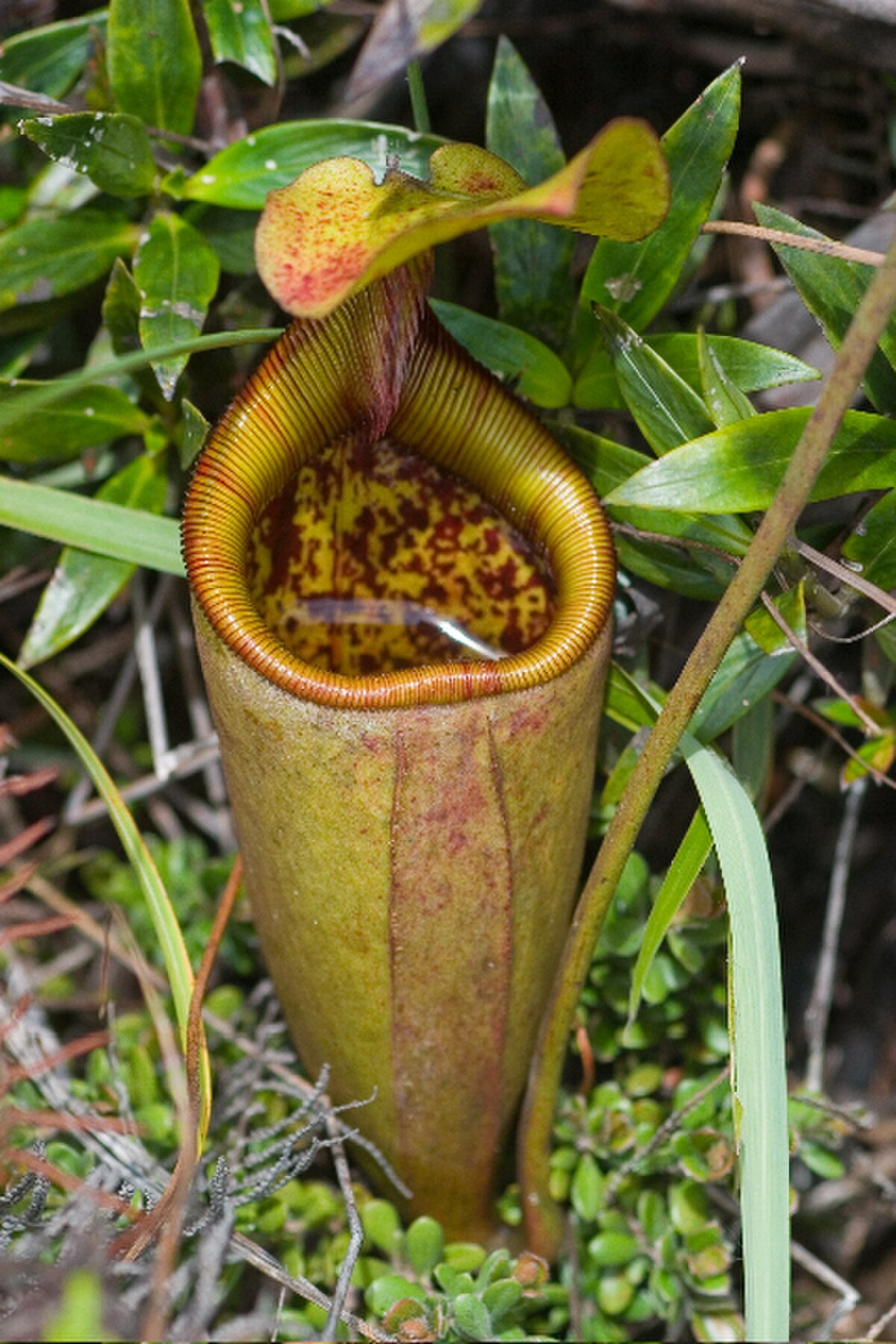 Nepenthes gantungensis