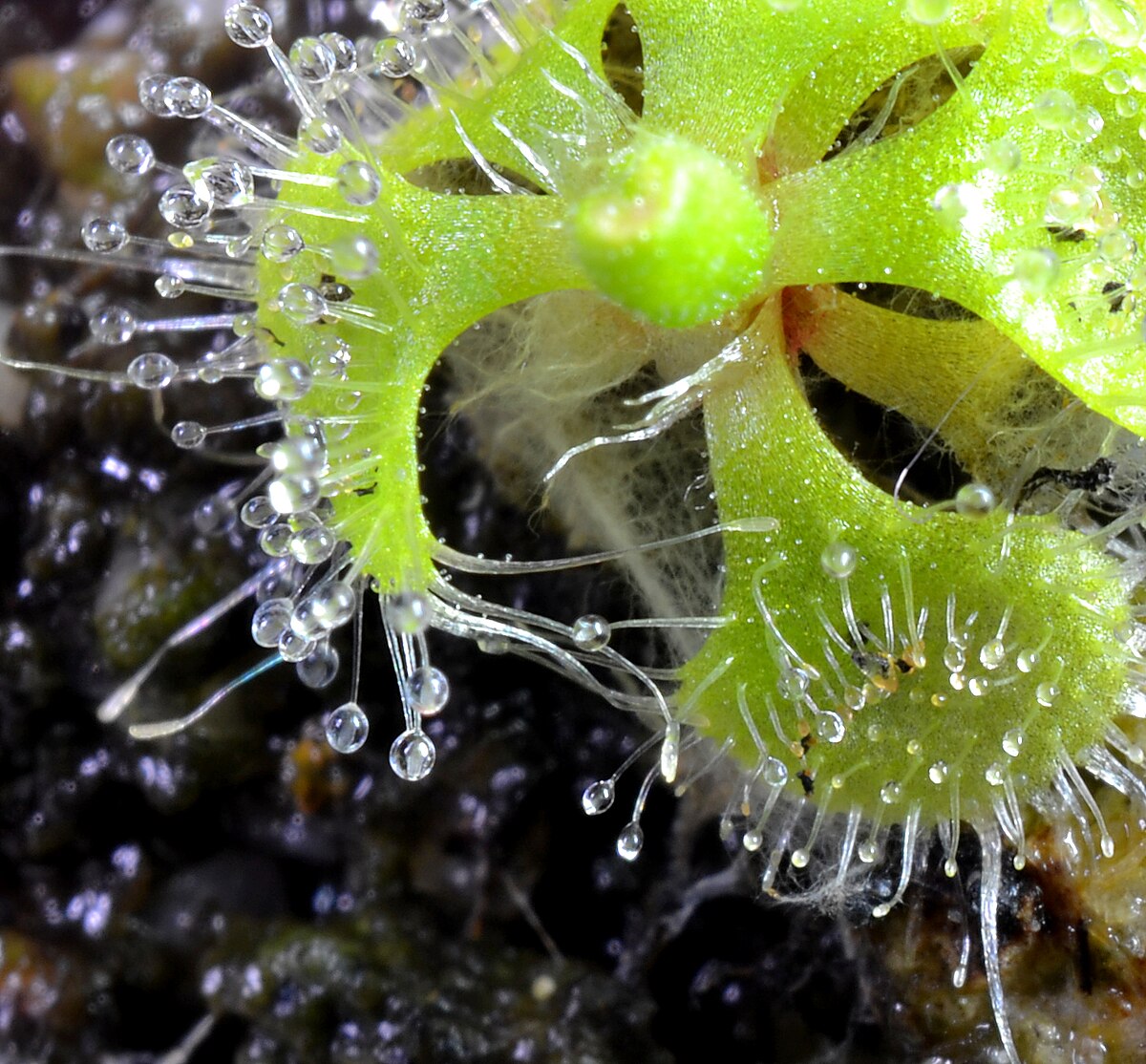 Drosera burmannii