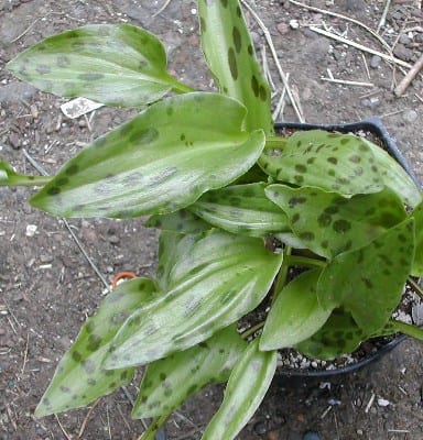 Drimiopsis kirkii