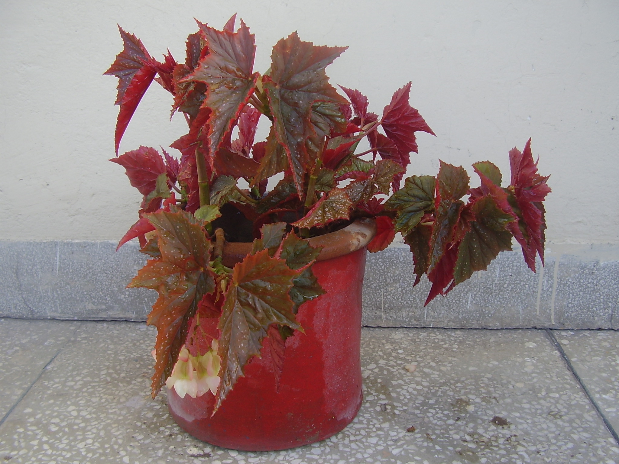 Begonia