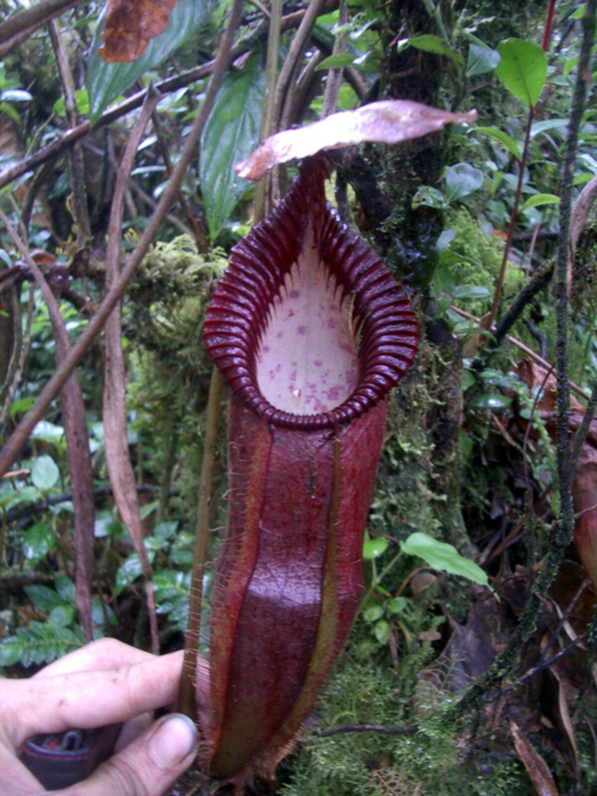Nepenthes Singalana