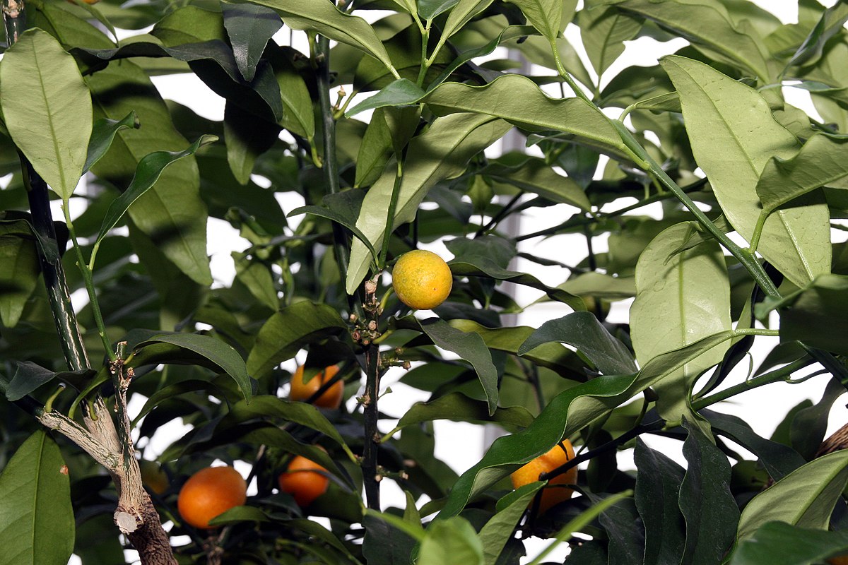 Fortunella margarita