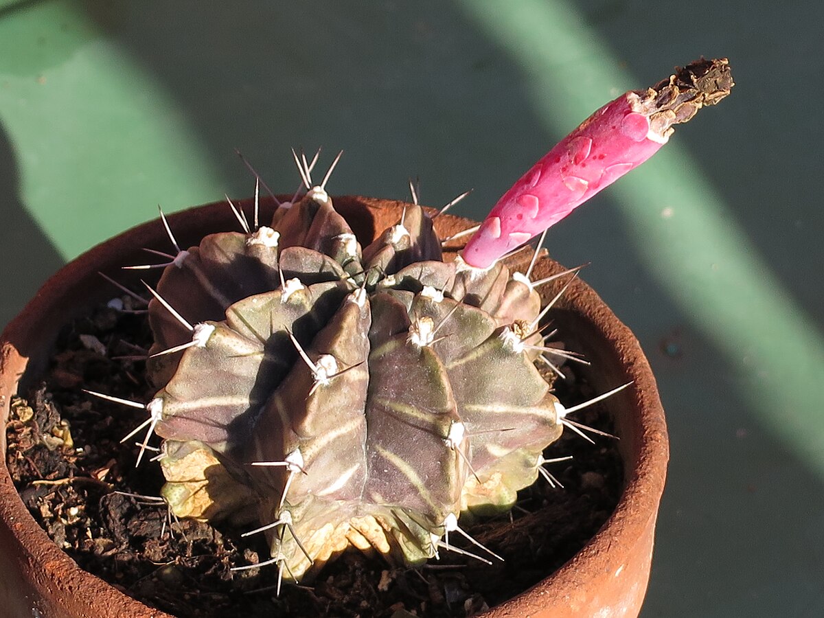 Gymnocalycium mihanovichii