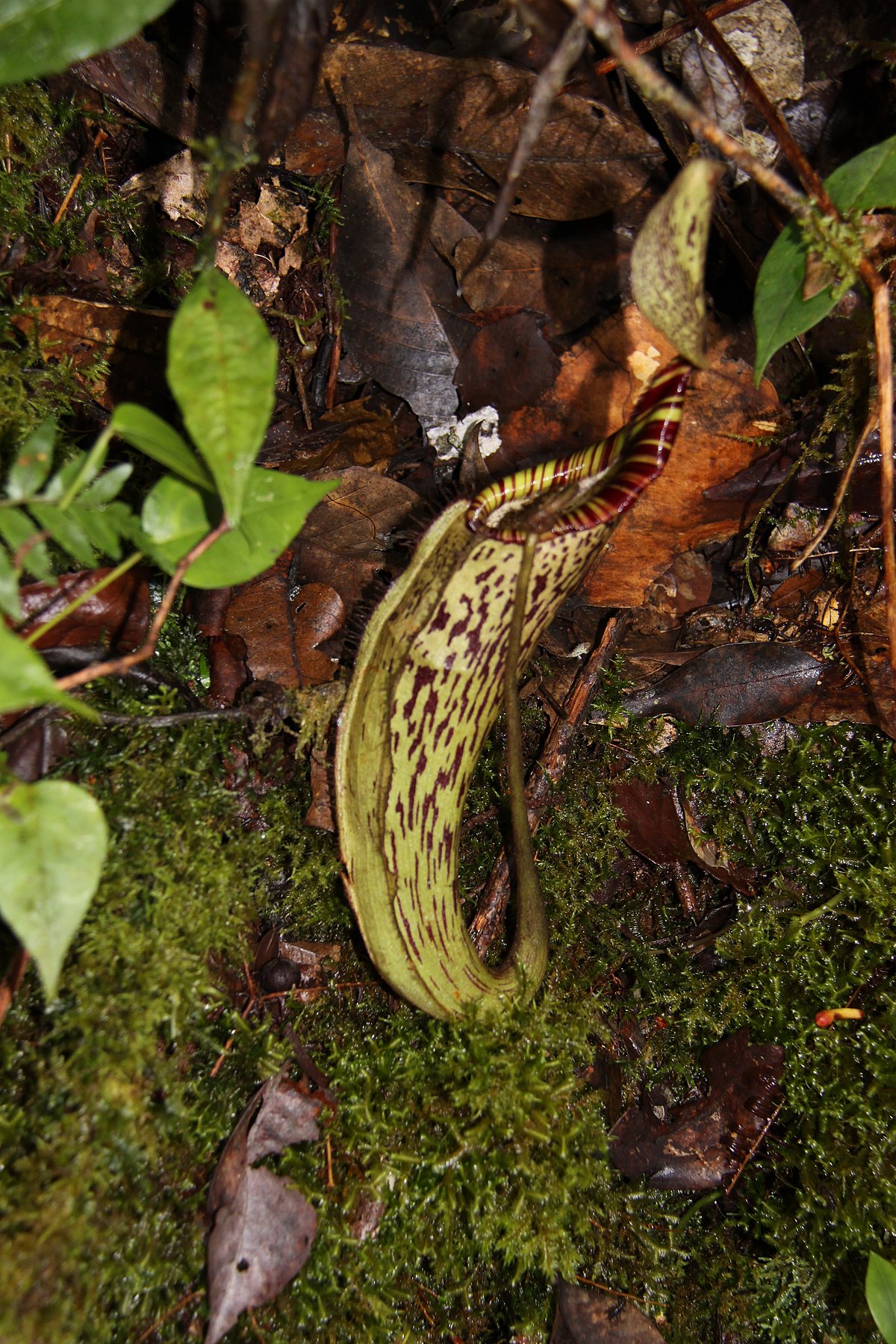 Nepenthes spectabilis from Mount Kemiri, the northern limit of its range