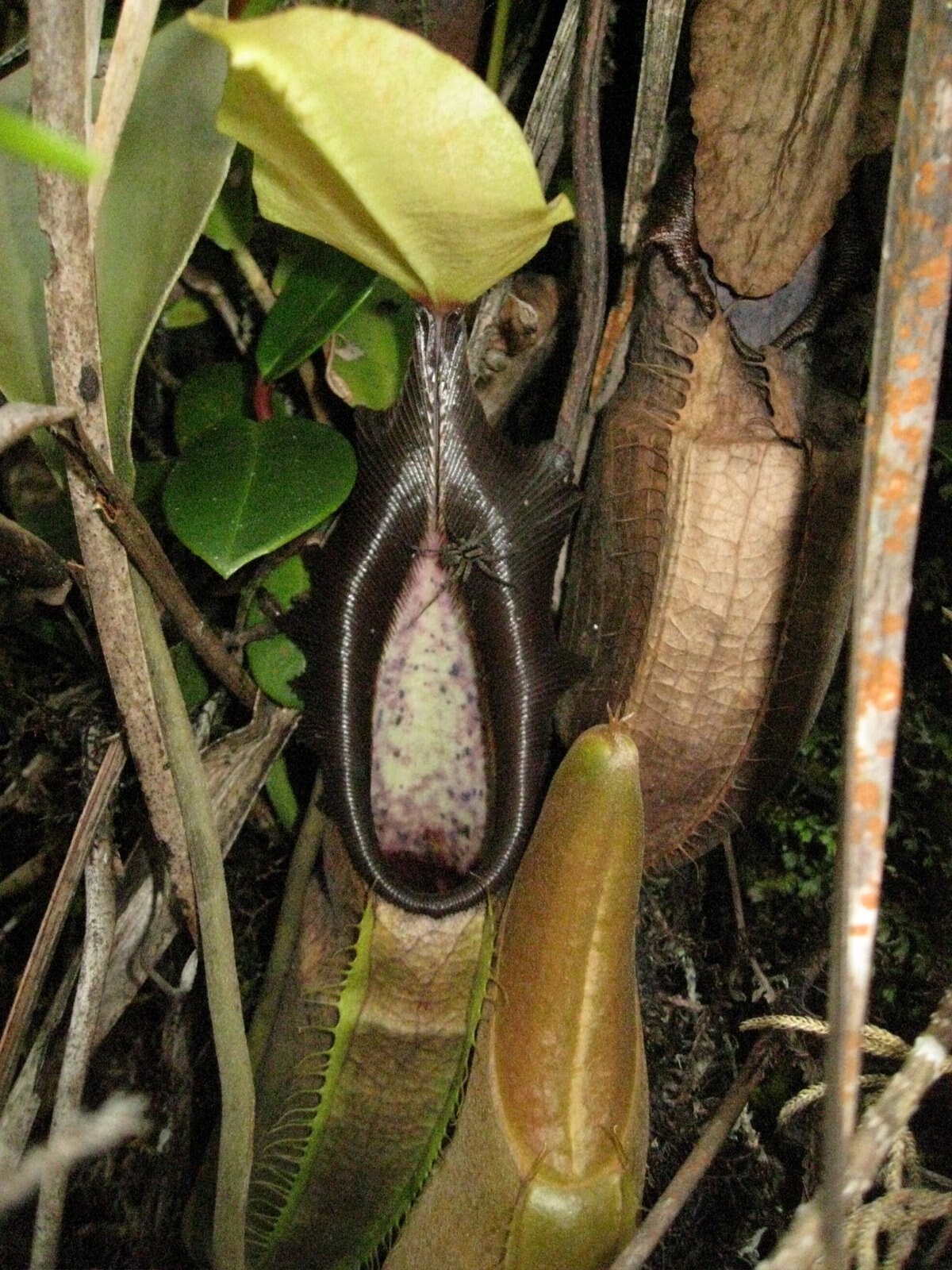 Nepenthes carunculata