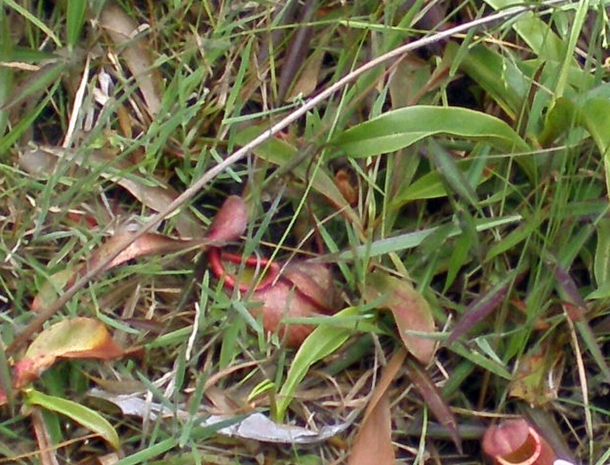 Nepenthes thorelii