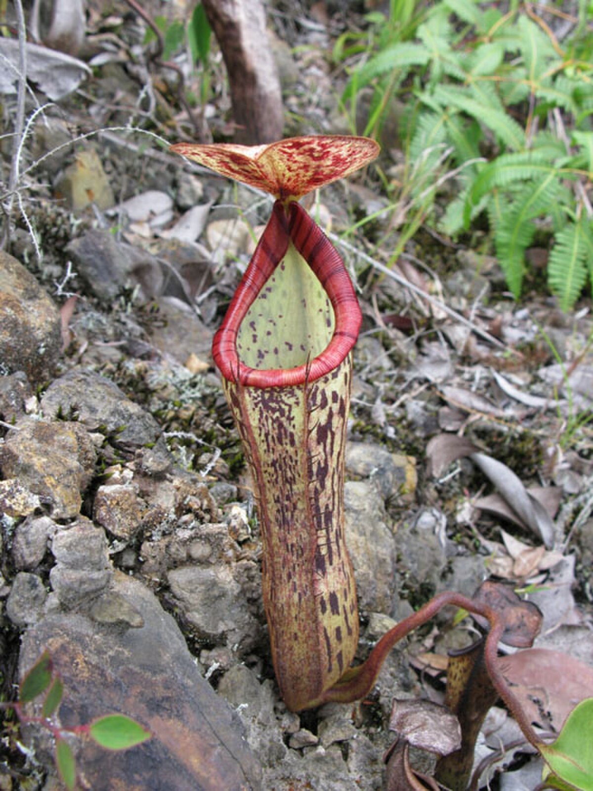 Nepenthes fusca
