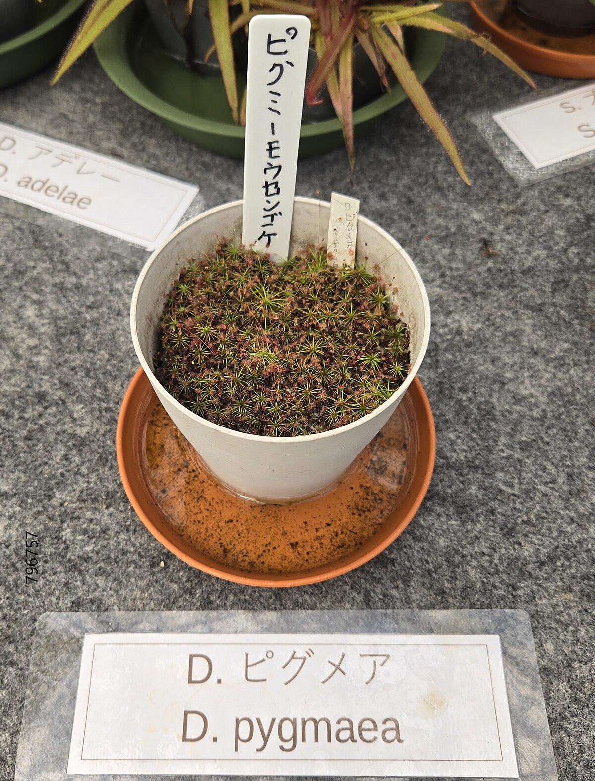 Drosera pygmaea