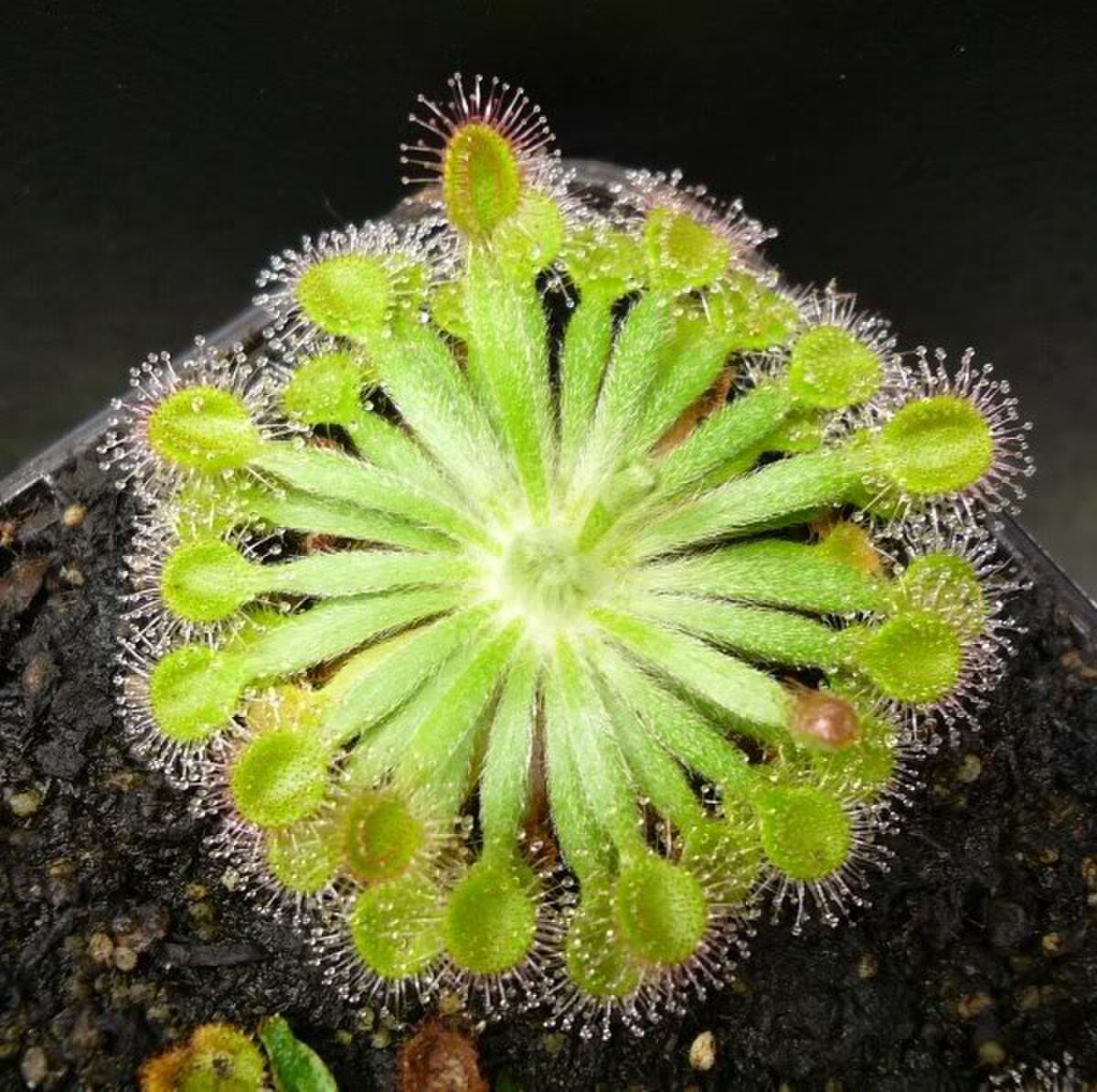 Drosera darwinensis