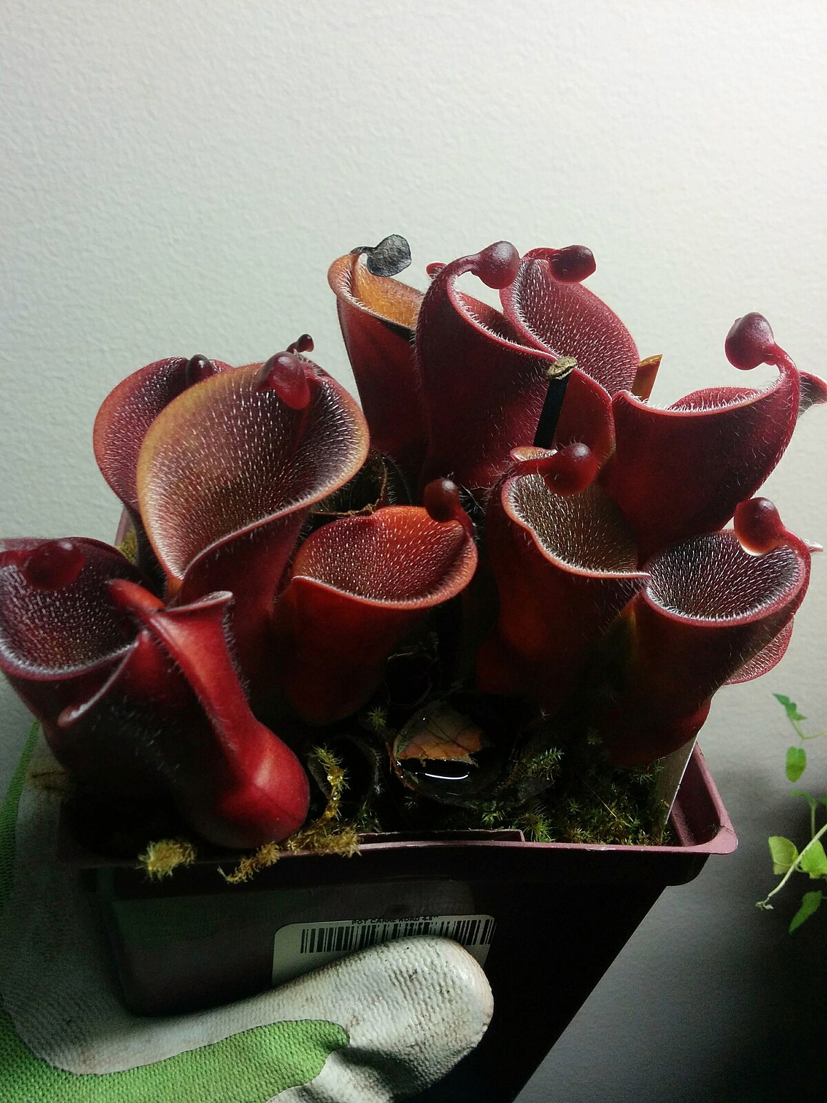 Heliamphora minor