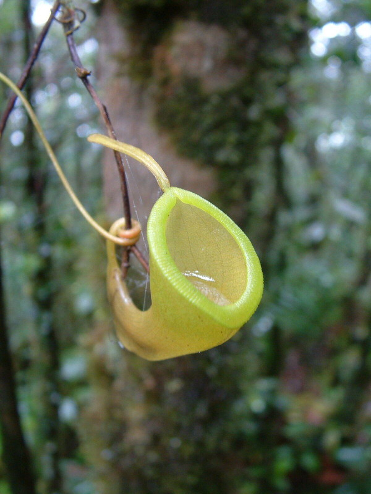 Nepenthes Tenuis