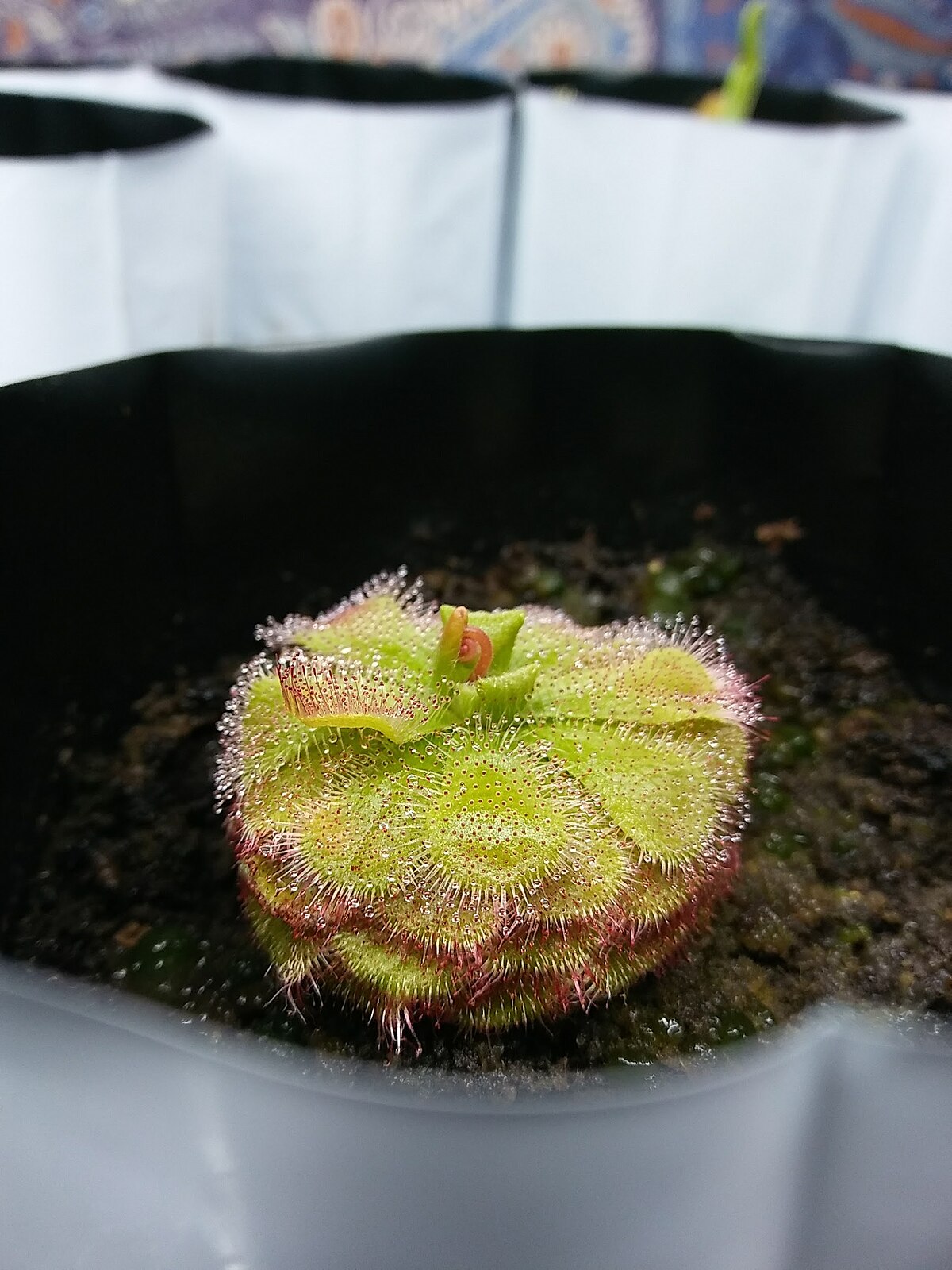 Drosera admirabilis