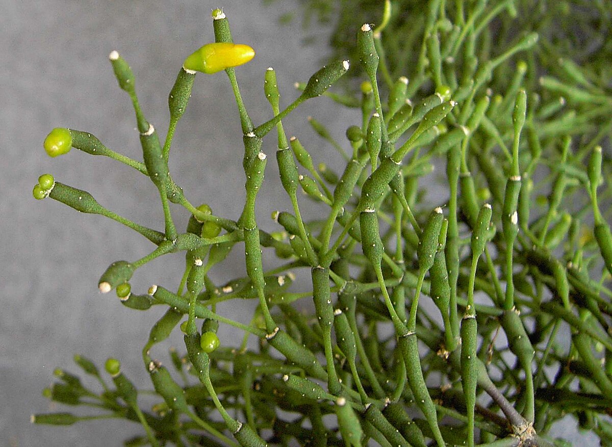 Hatiora salicornioides
