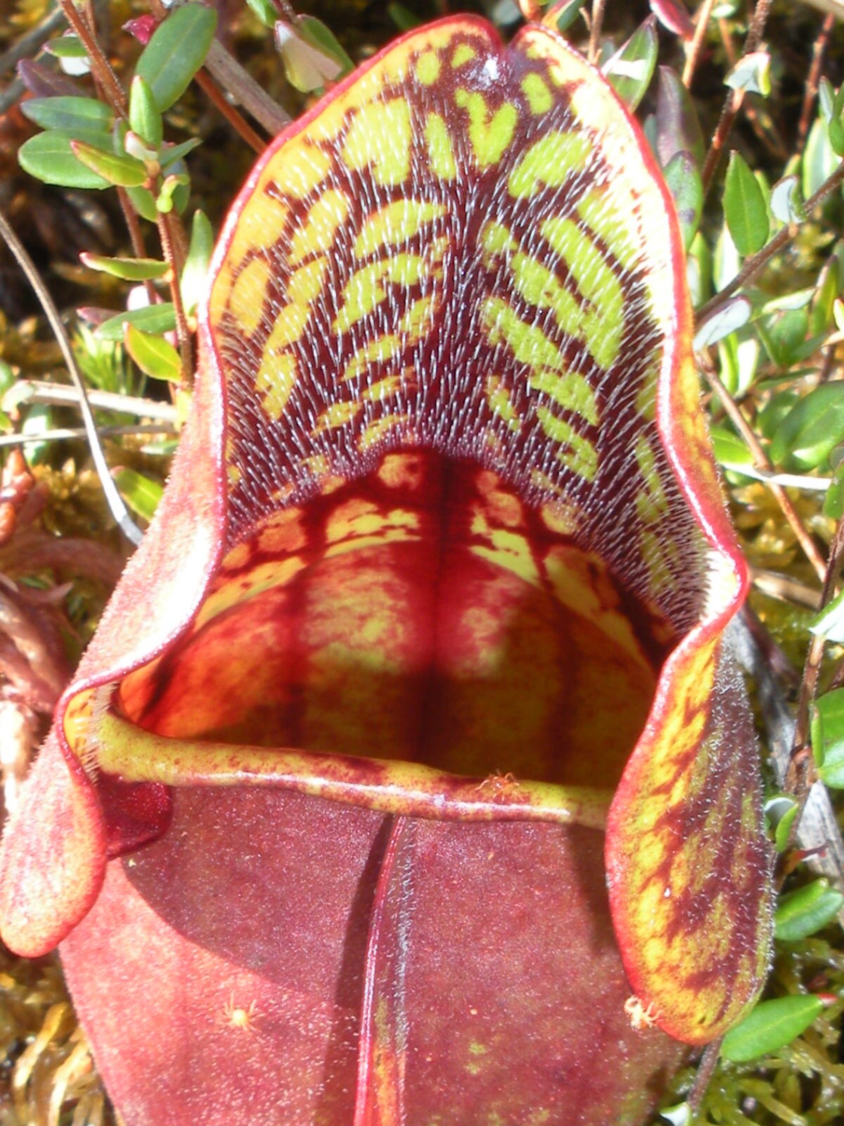 Sarracenia purpurea
