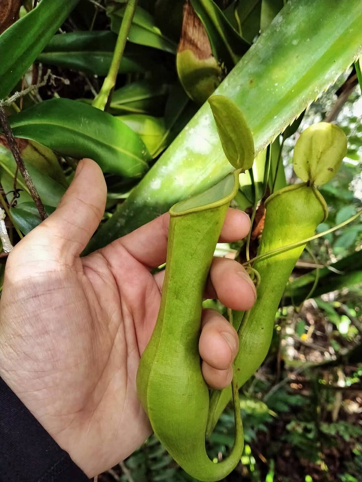 Nepenthes higaonon