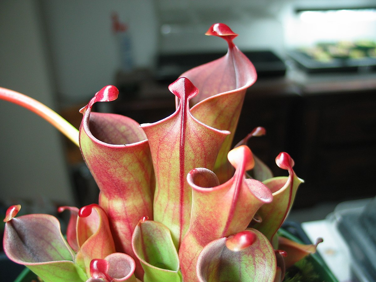 Heliamphora minor