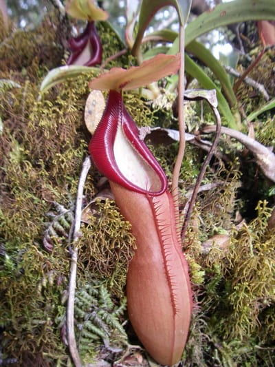 Nepenthes Spathulata