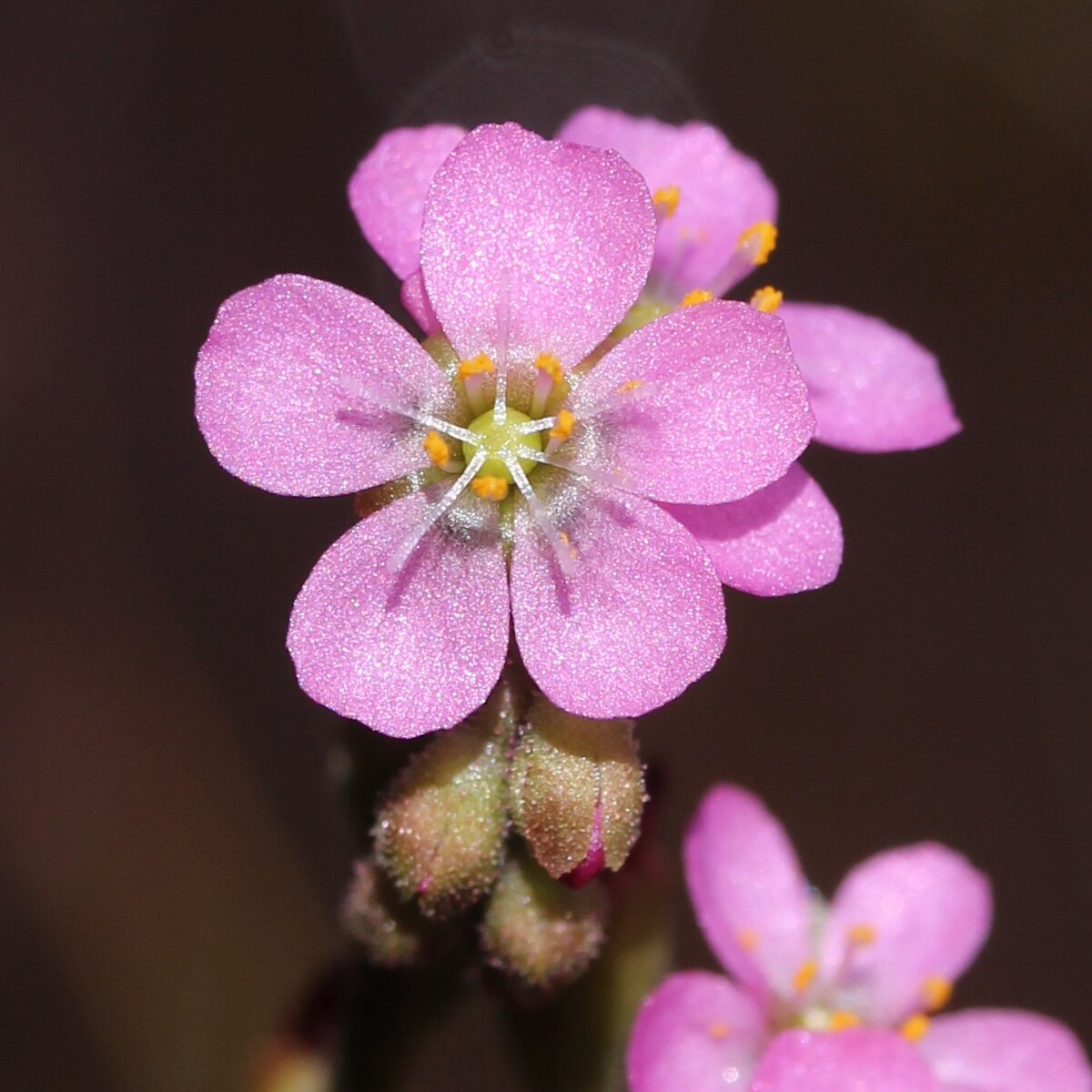 Drosera tokaiensis
