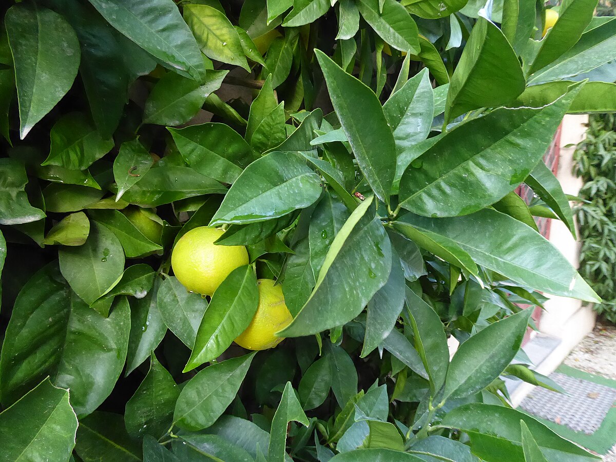 Citrus sinensis