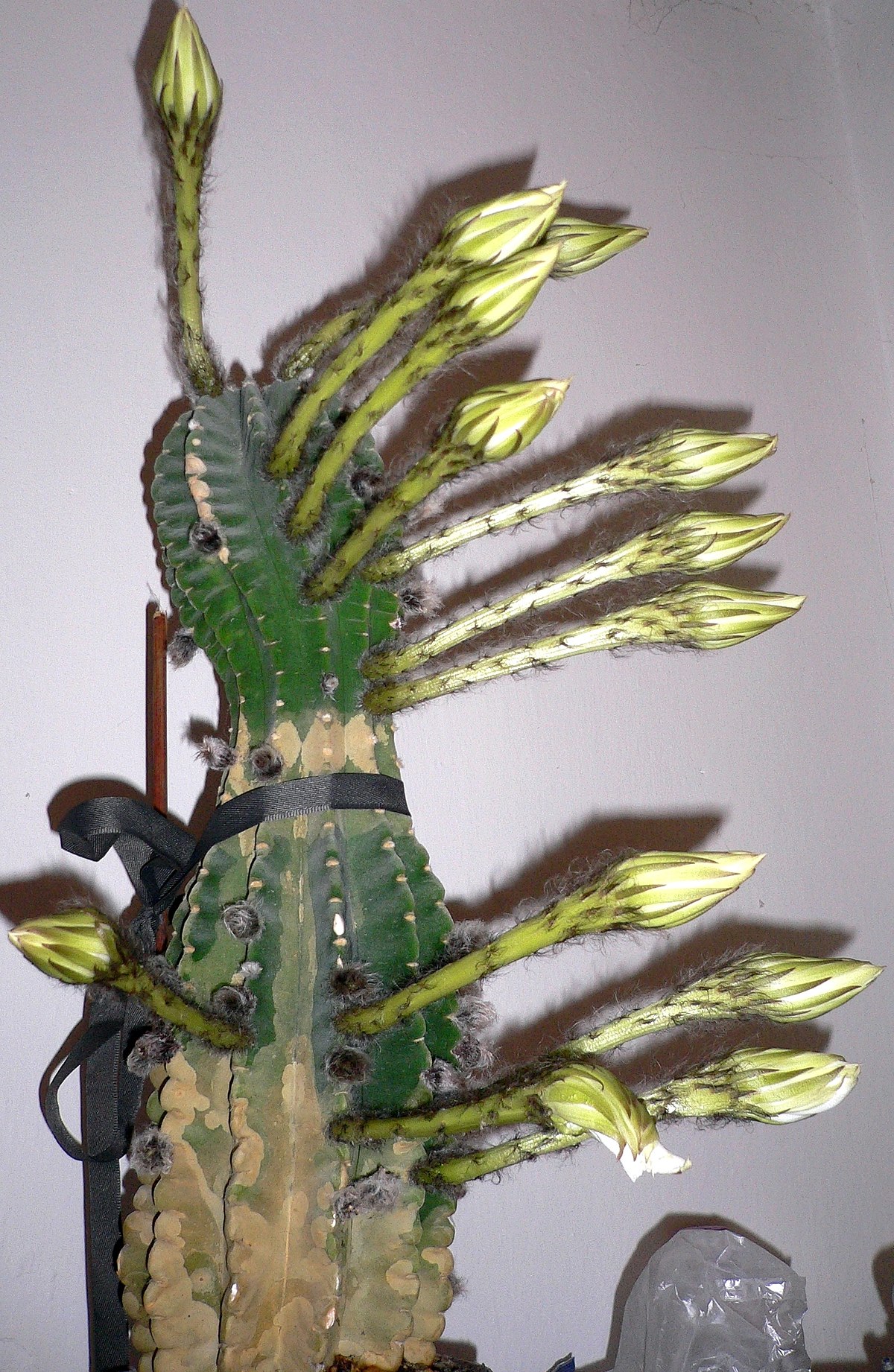 Echinopsis subdenudata