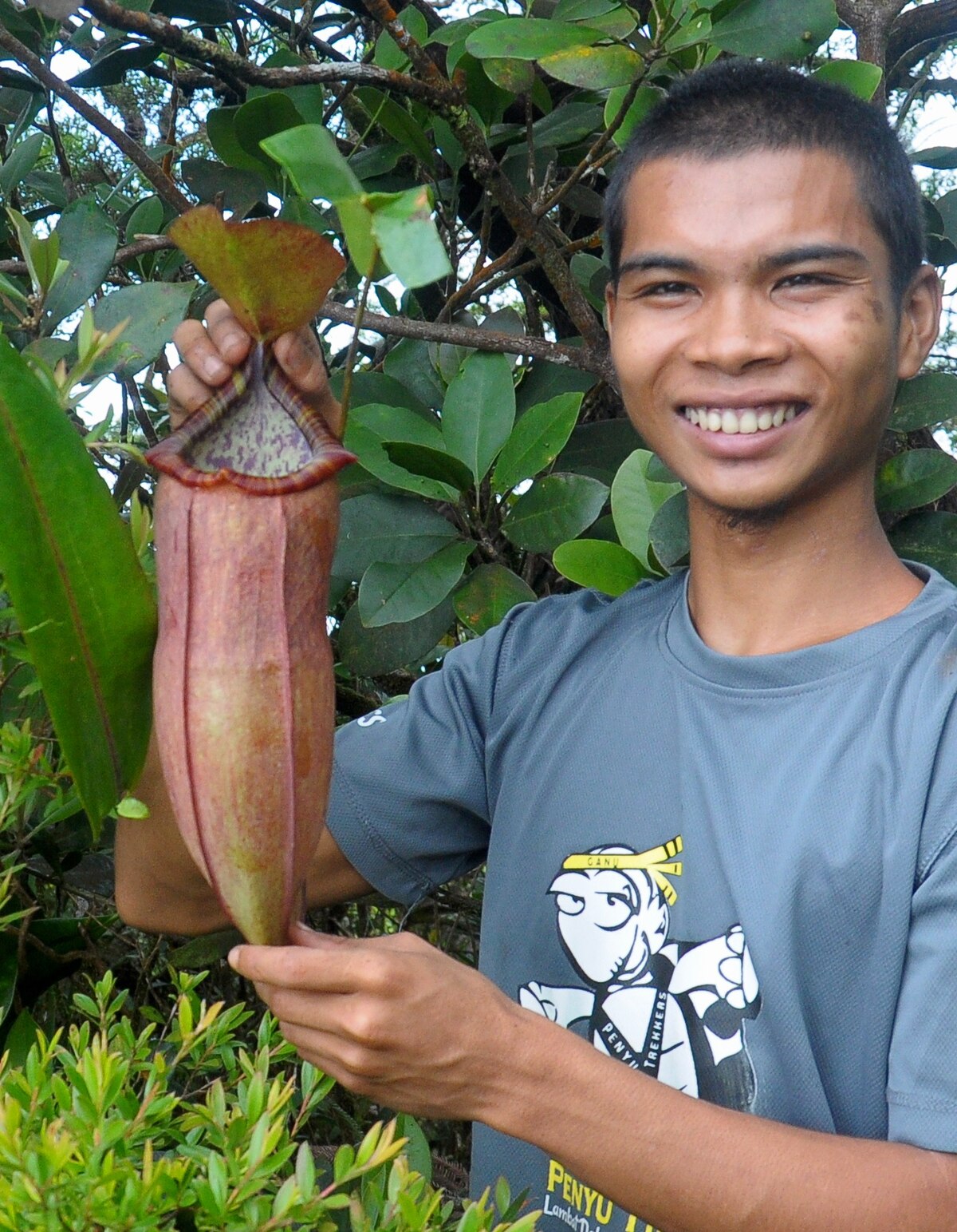 Nepenthes malayensis