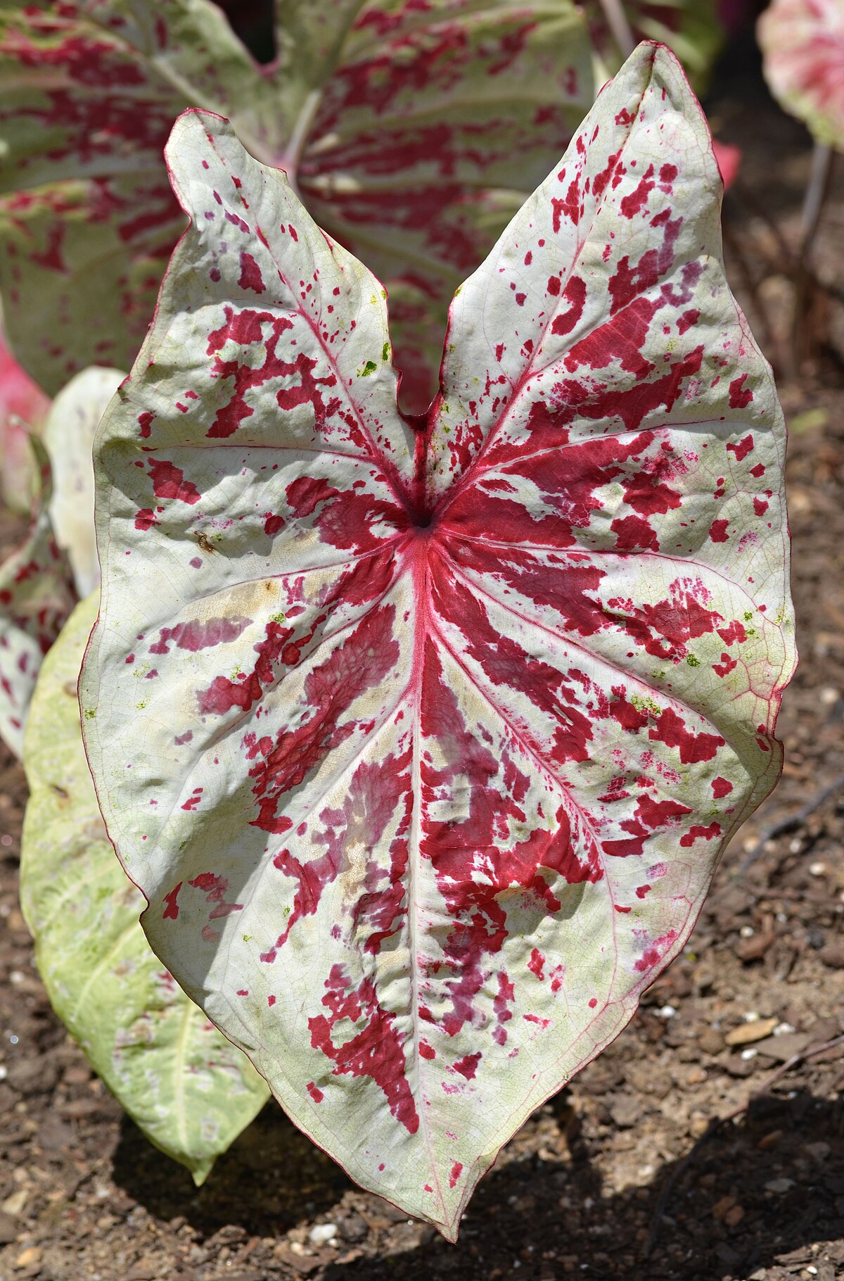 Caladium bicolor