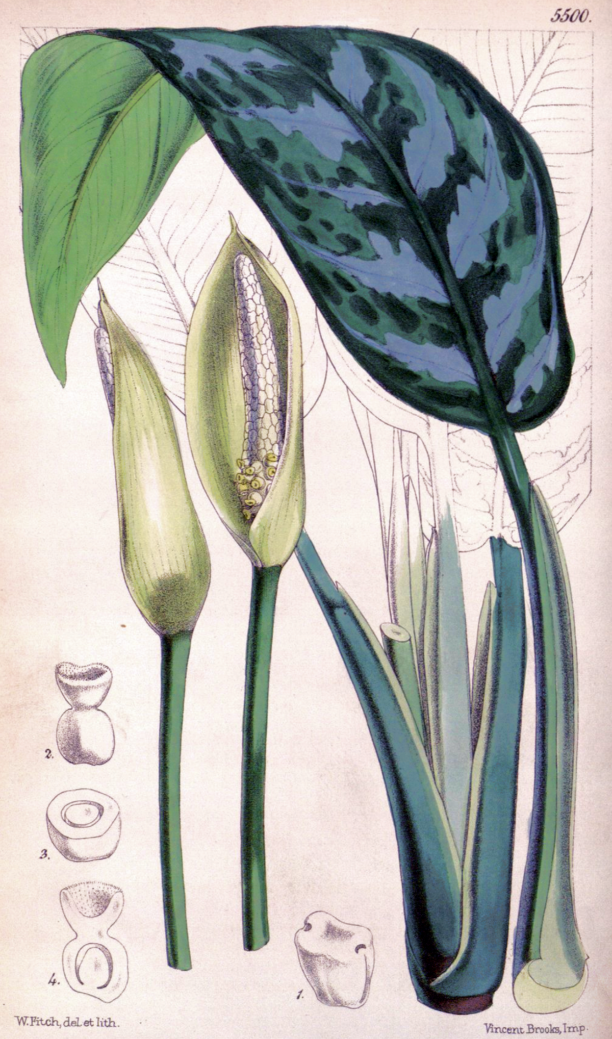 Aglaonema commutatum