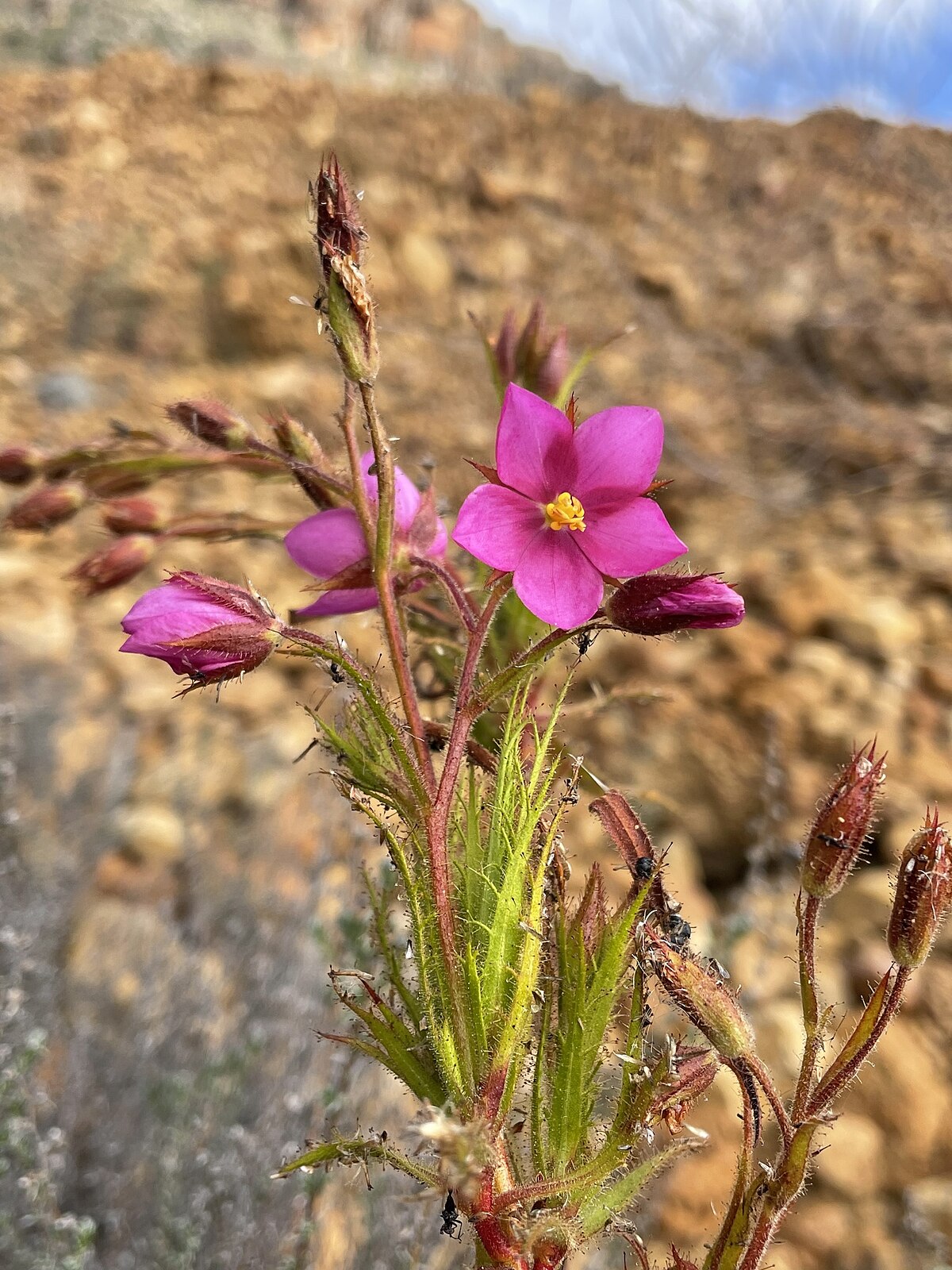 Roridula dentata