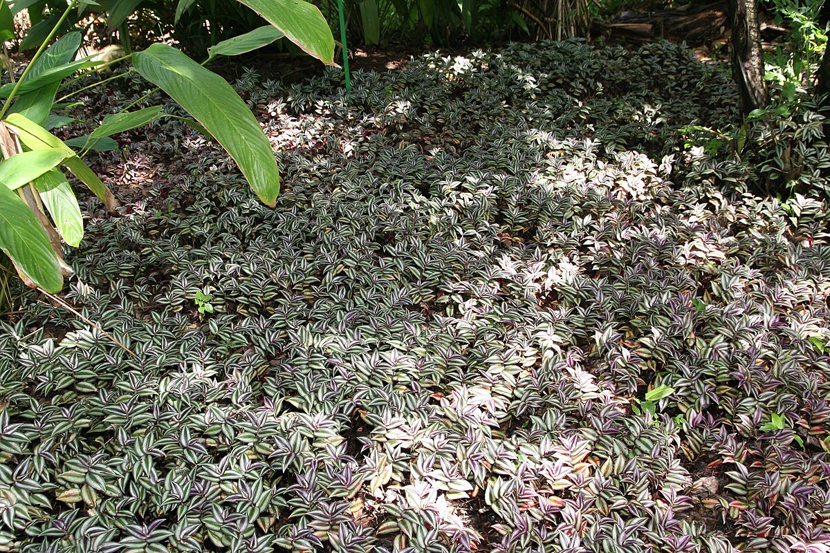 Tradescantia zebrina