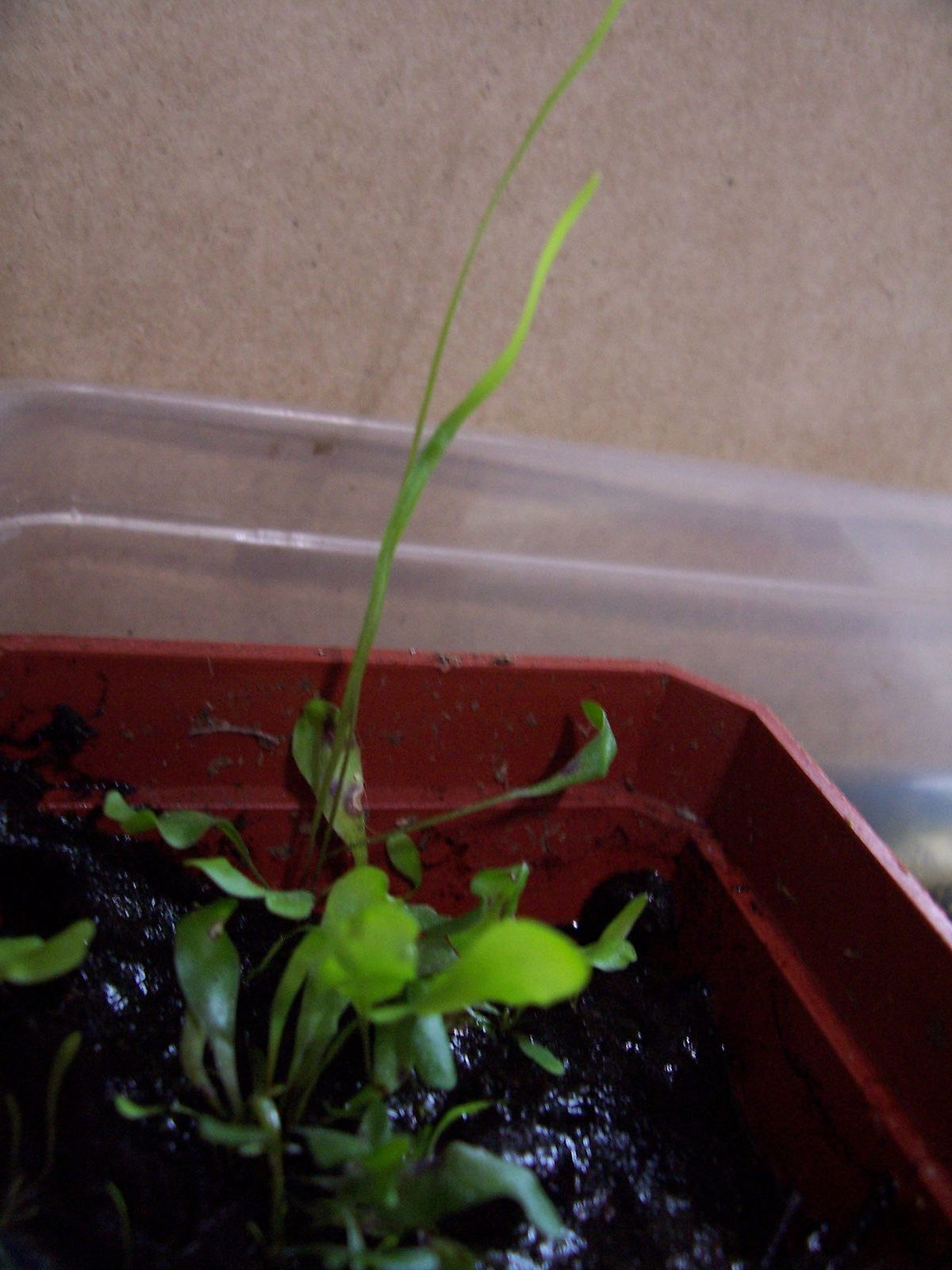 Utricularia praelonga