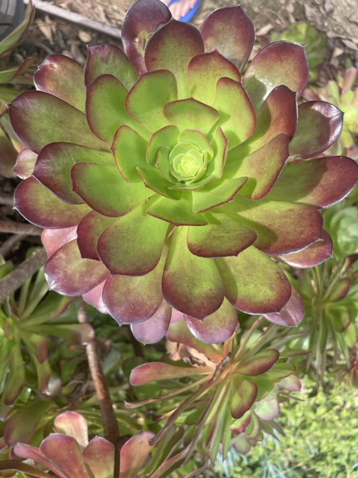Aeonium arboreum