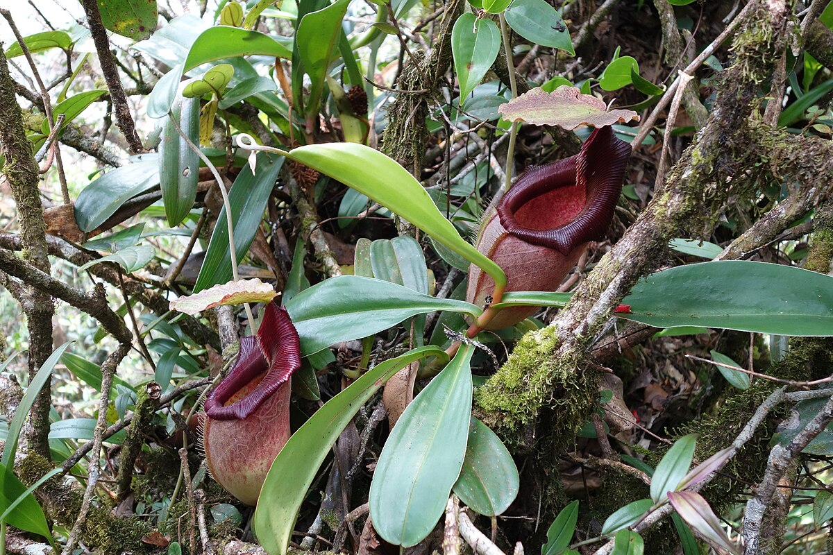 Nepenthes carunculata