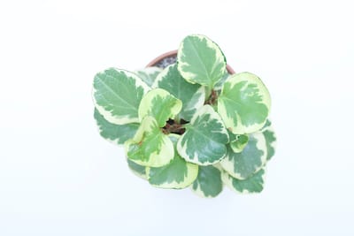 Peperomia obtusifolia
