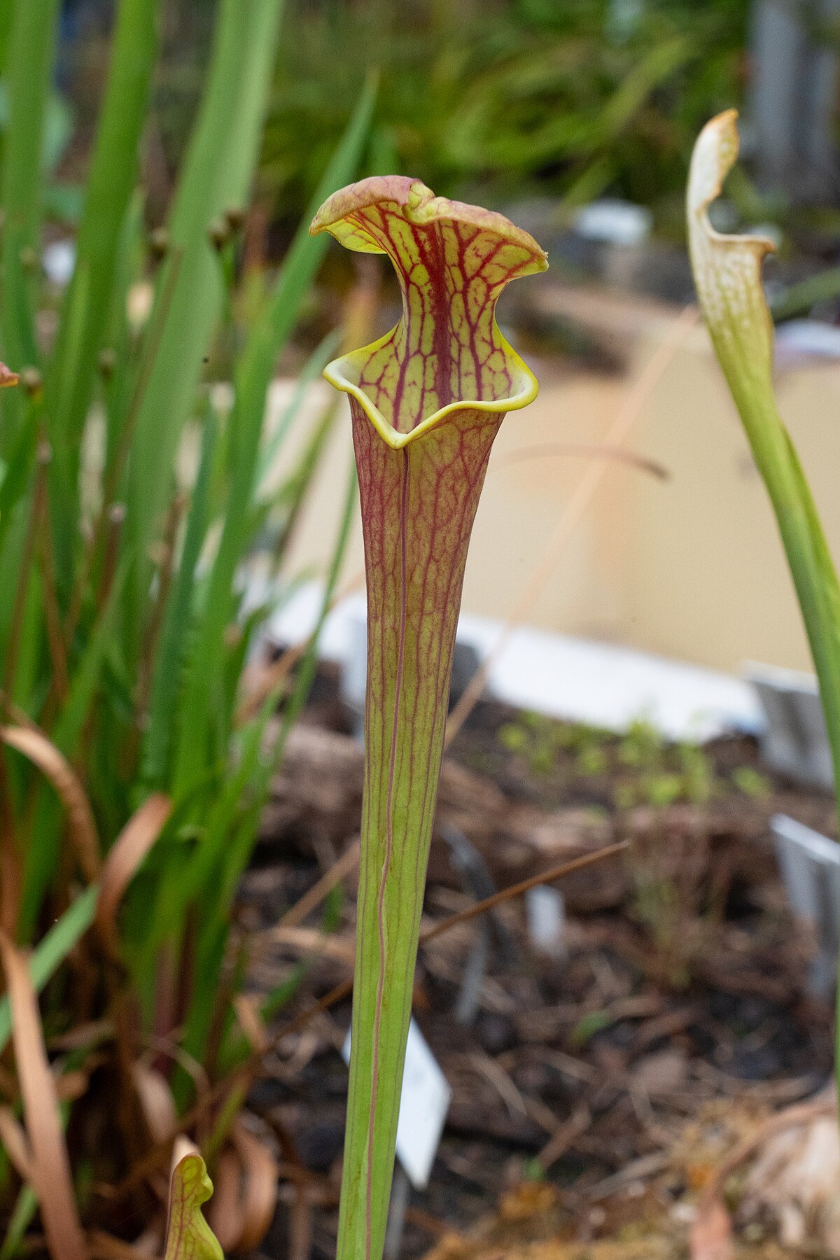 Sarracenia flava