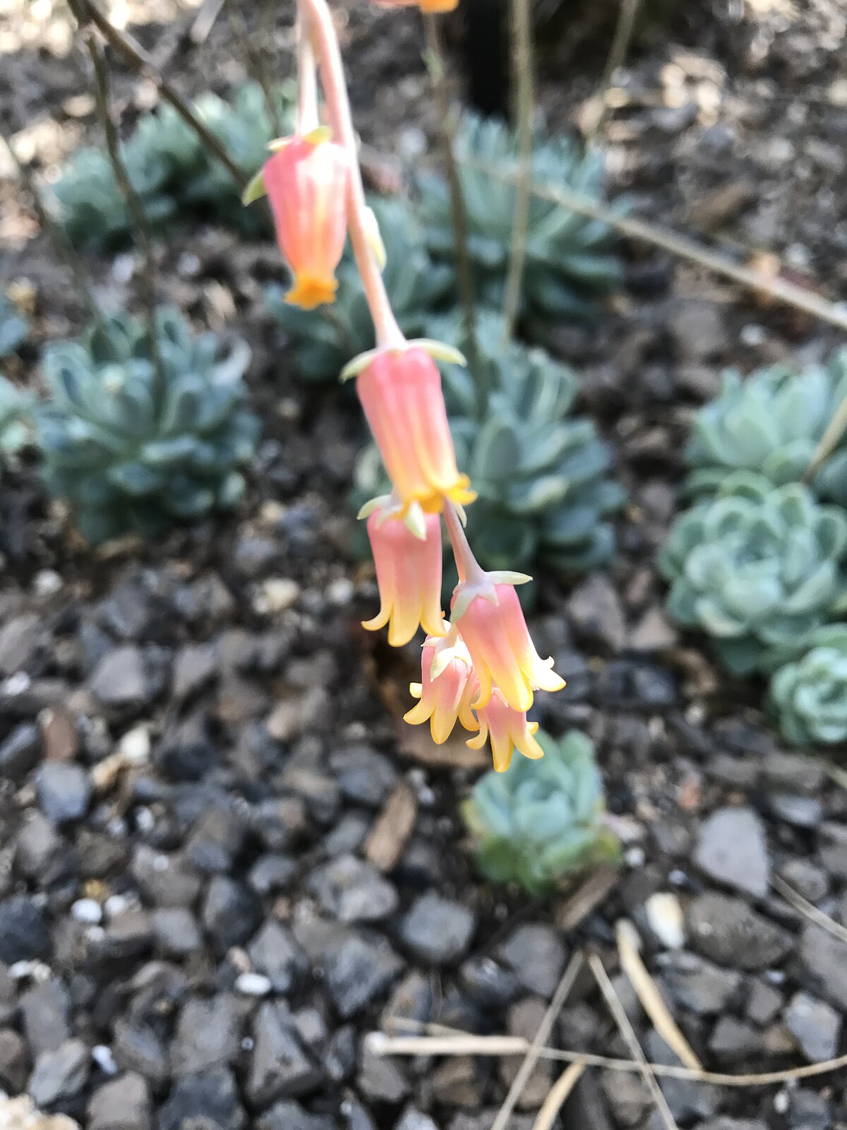 Echeveria elegans