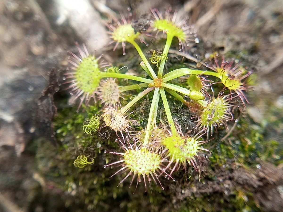 Drosera lunata