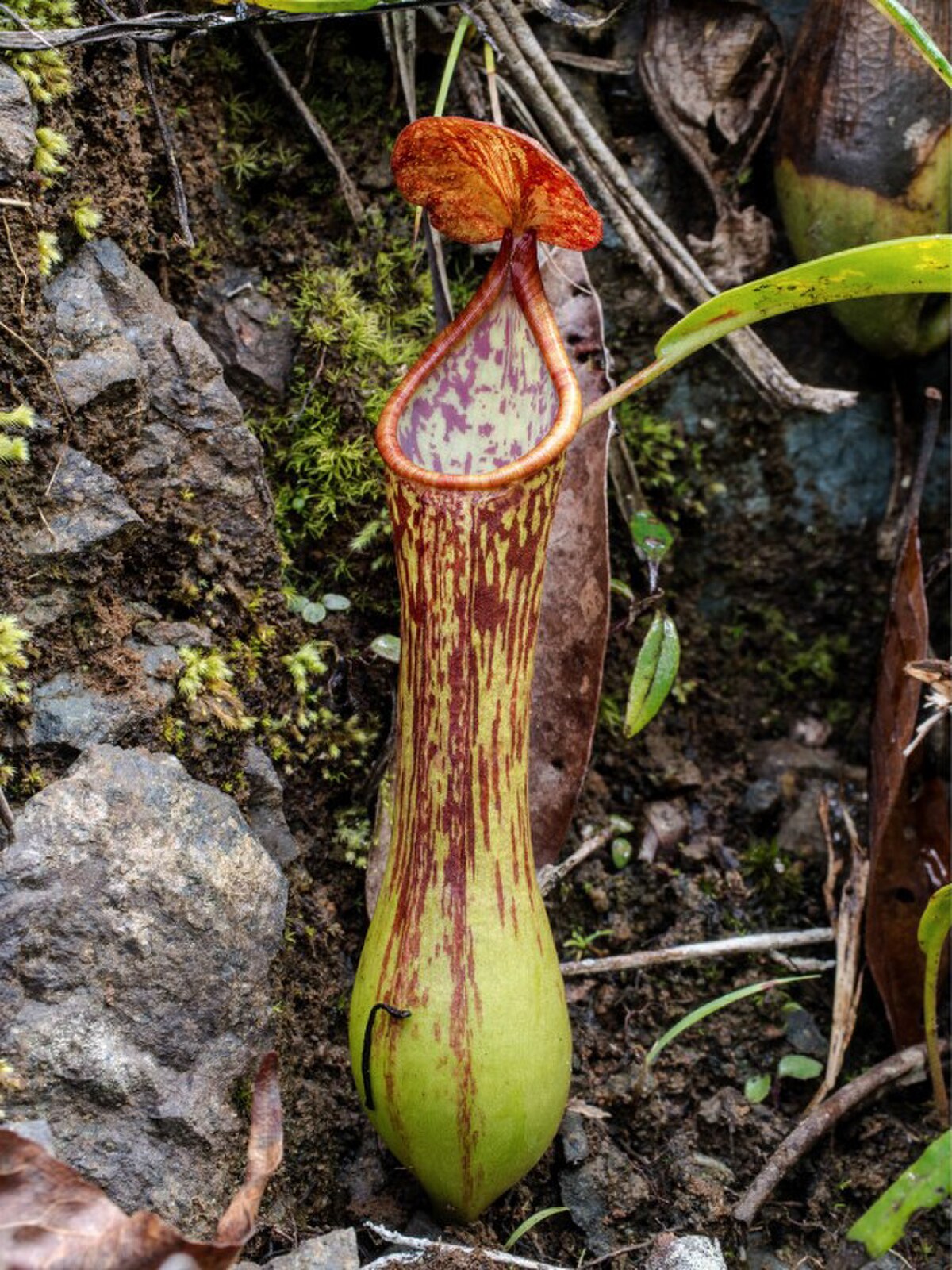 Nepenthes cornuta