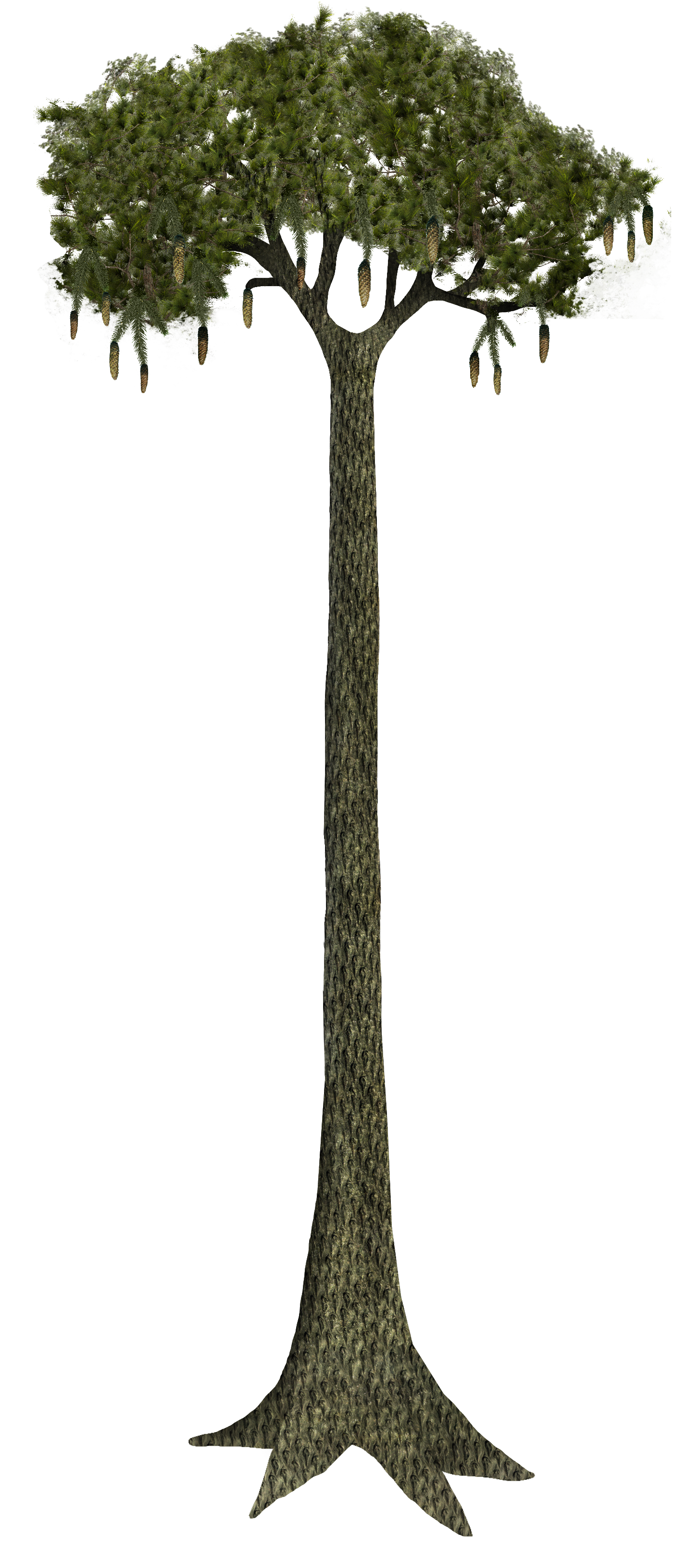 Lycopodiopsida clubmoss